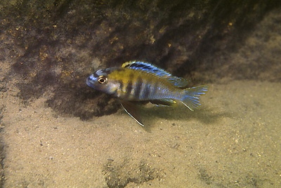 Tropheops sp. 'masimbwe' Kadango